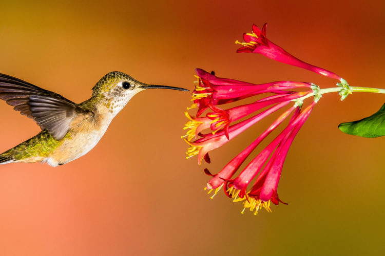 Google Hummingbird