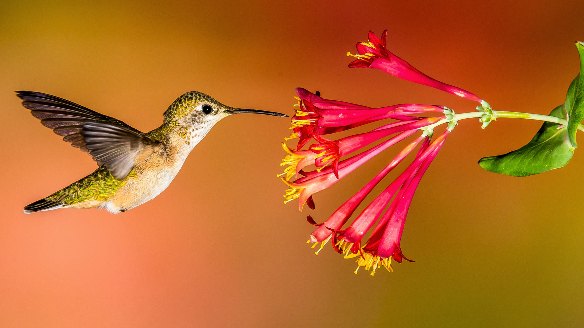 Google Hummingbird